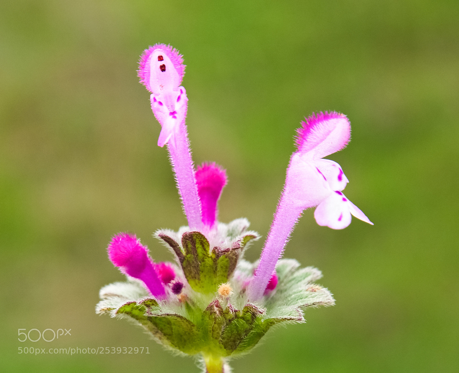 Olympus OM-D E-M10 II sample photo. Macro photography