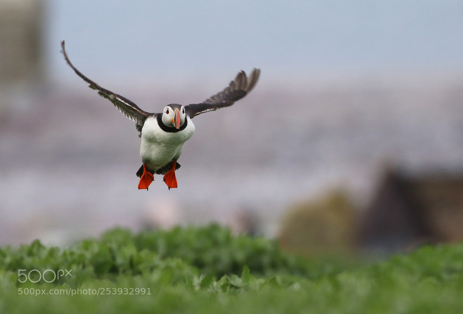 Canon EOS 70D sample photo. Atlantic puffin in the photography