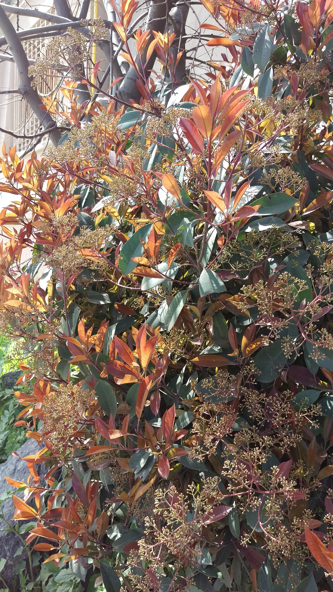 HTC ONE M9 sample photo. Dance of the light with transparent leafs photography