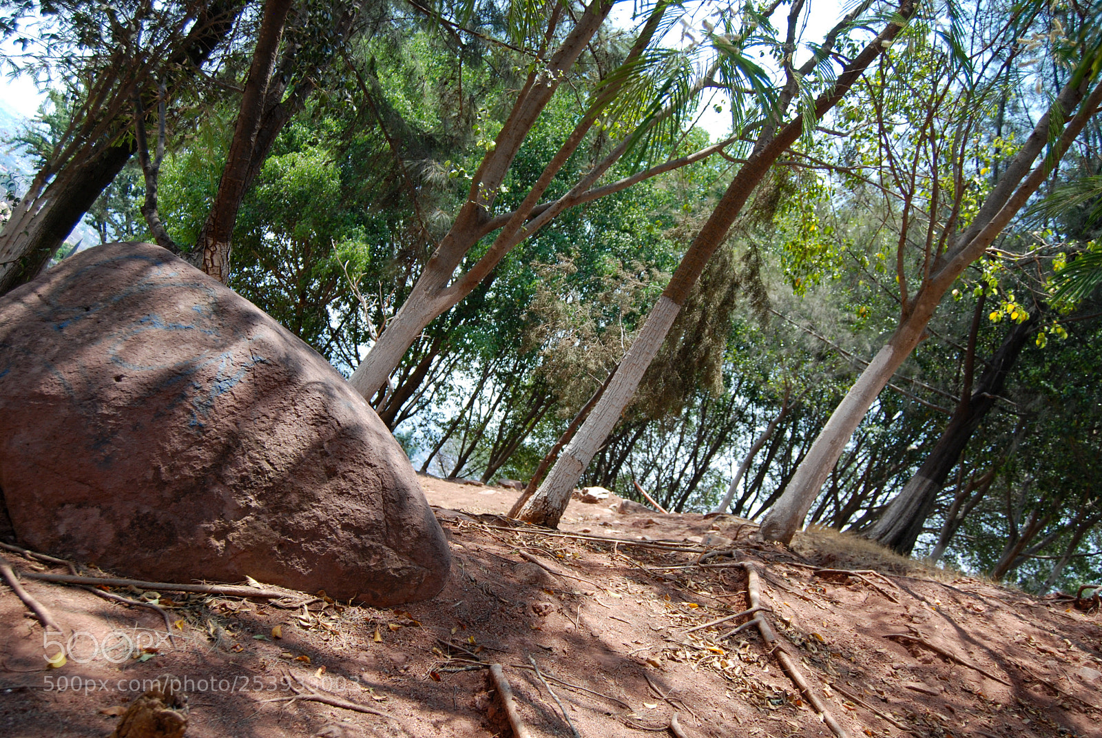 Nikon D40X sample photo. Stone in nature photography