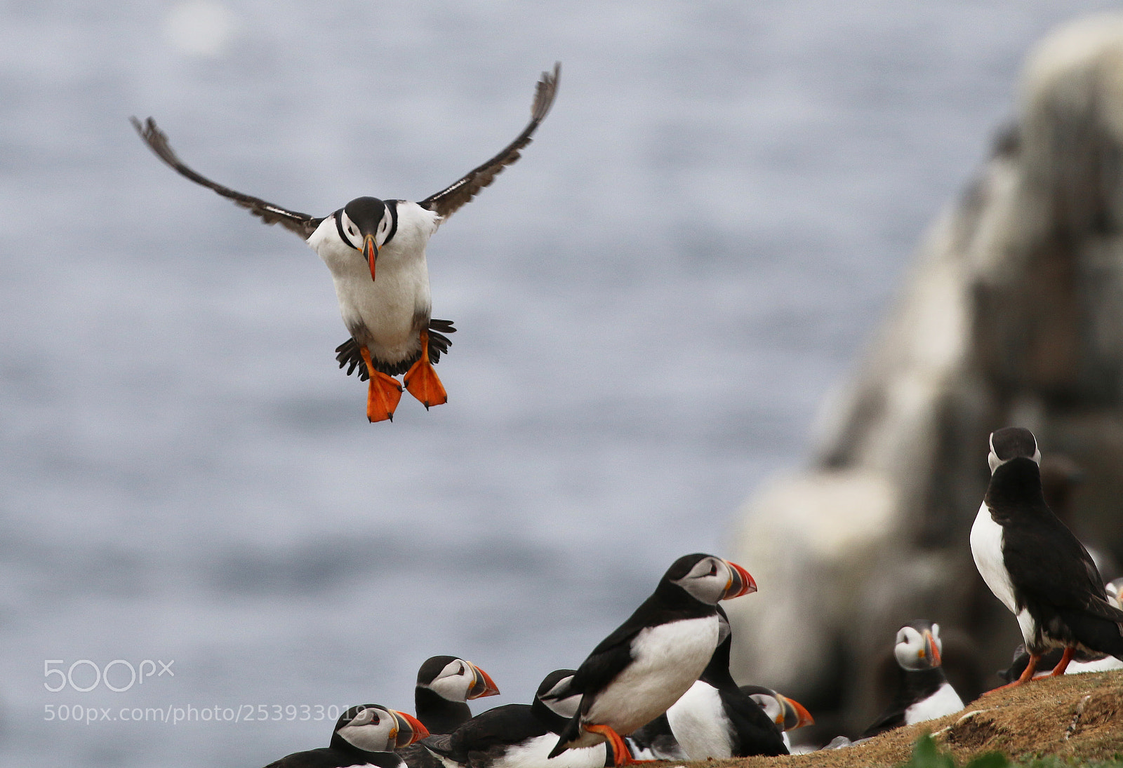 Canon EOS 70D sample photo. Atlantic puffin in the photography