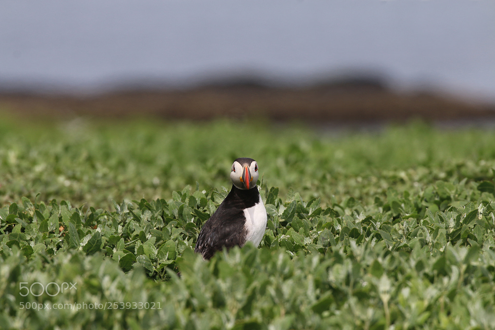 Canon EOS 70D sample photo. Atlantic puffin in the photography