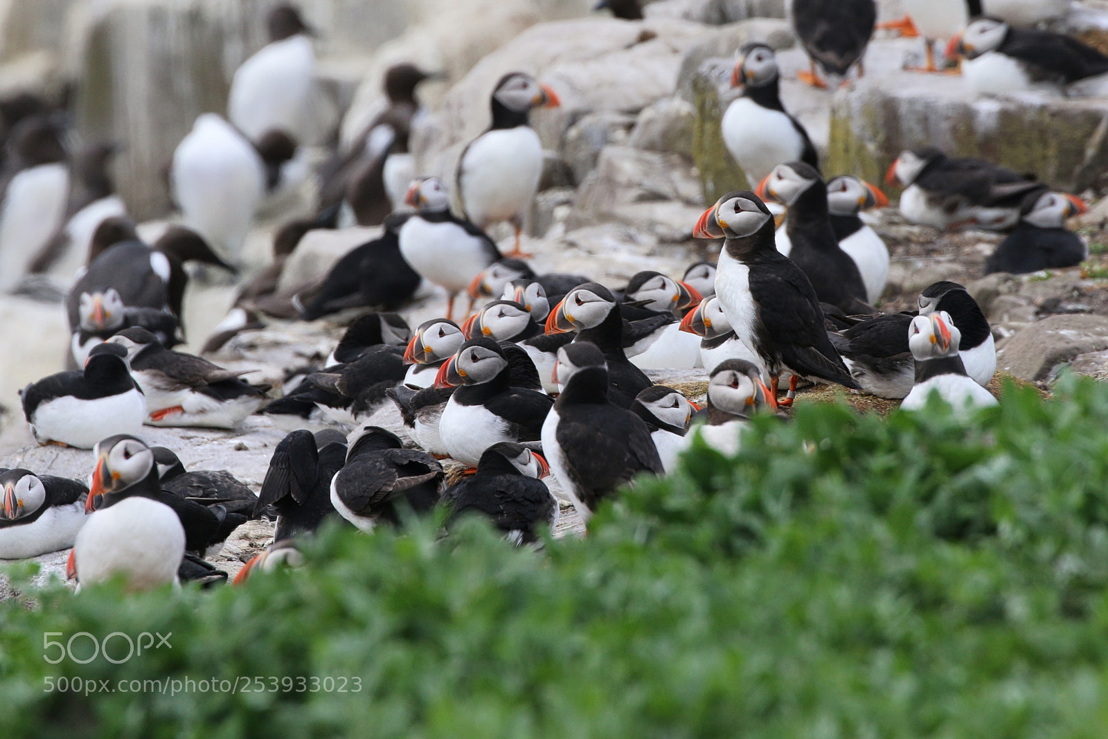 Canon EOS 70D sample photo. Atlantic puffin in the photography