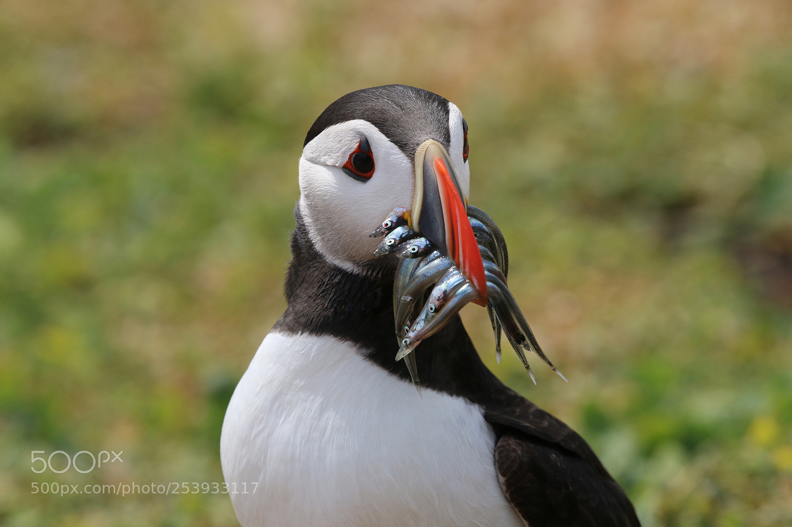 Canon EOS 70D sample photo. Atlantic puffin in the photography