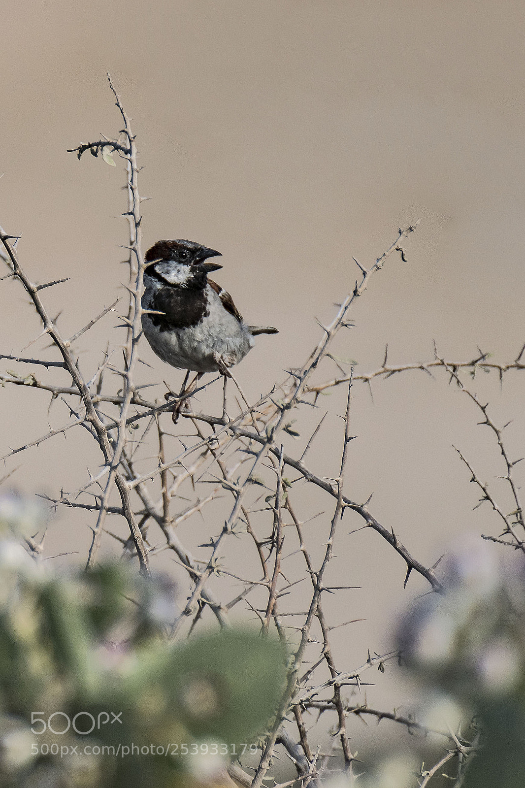 Nikon D500 sample photo. Sparrow photography