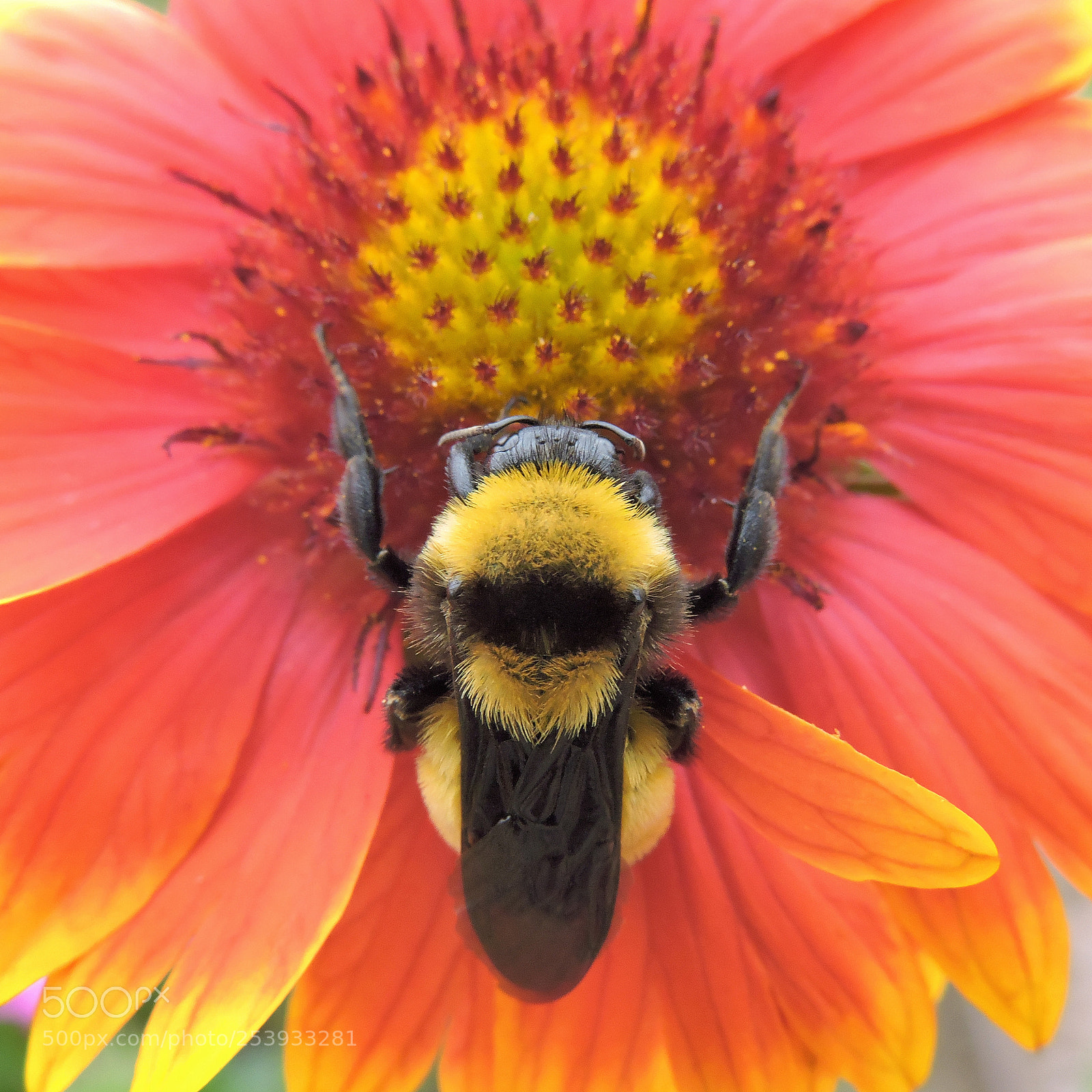 Nikon Coolpix P530 sample photo. Sleeping bumblebee photography
