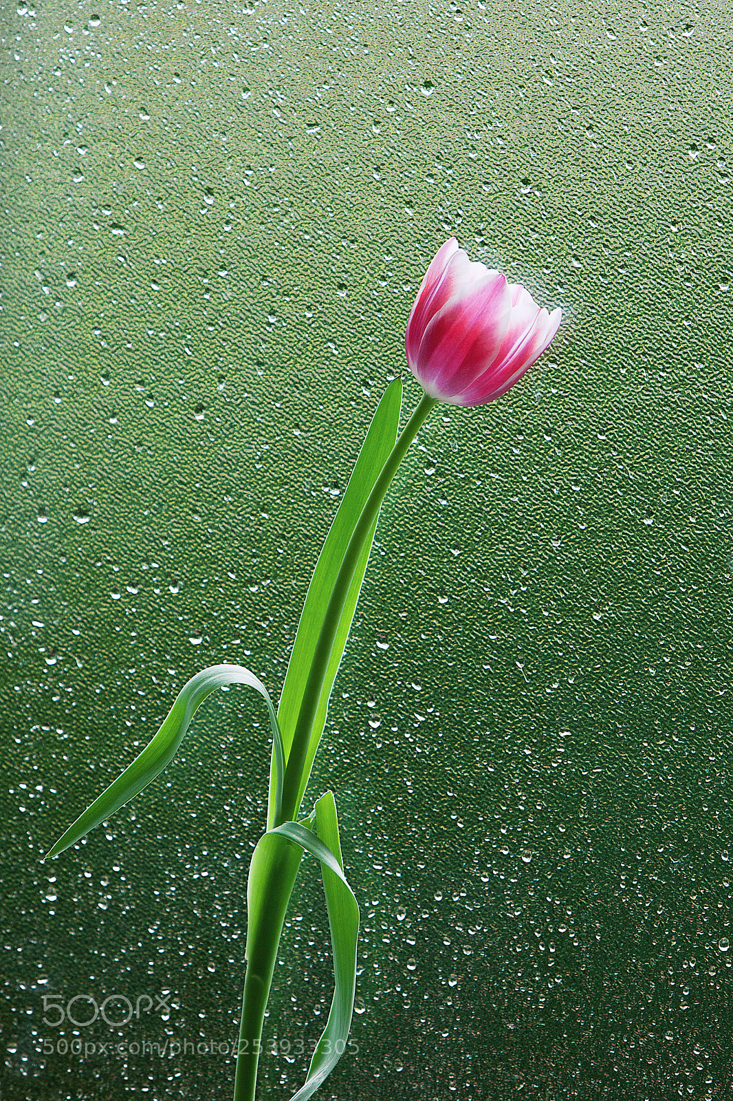 Canon EOS 5D Mark II sample photo. Simplicity photography