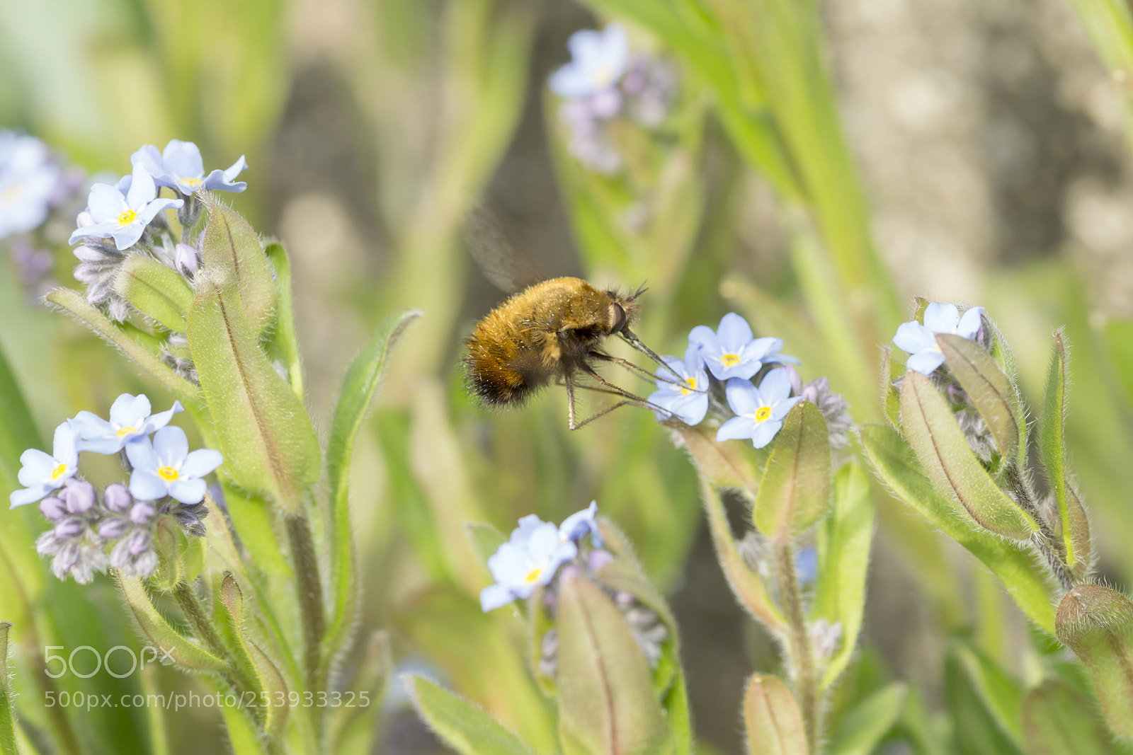 Sony a6000 sample photo. Greater bee fly 2 photography
