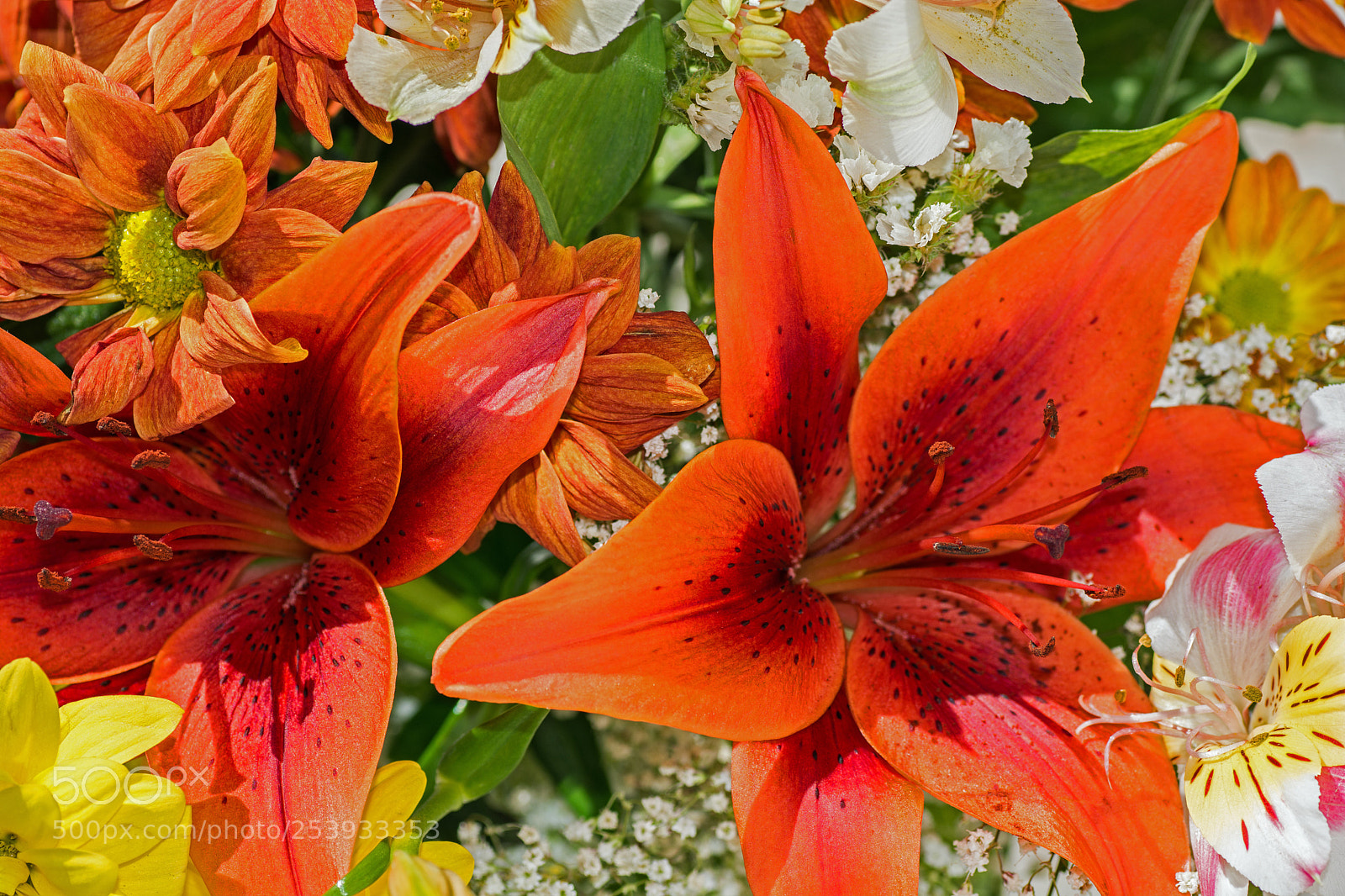 Nikon D7100 sample photo. Red bloom
 photography
