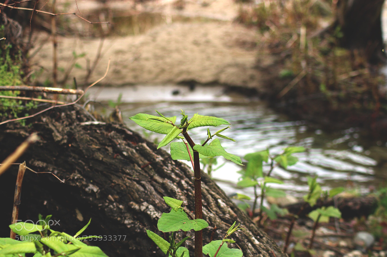 Canon EOS 750D (EOS Rebel T6i / EOS Kiss X8i) sample photo. Nature photography
