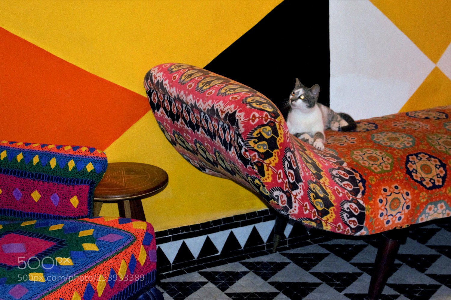 Nikon D5300 sample photo. Colored cat photography