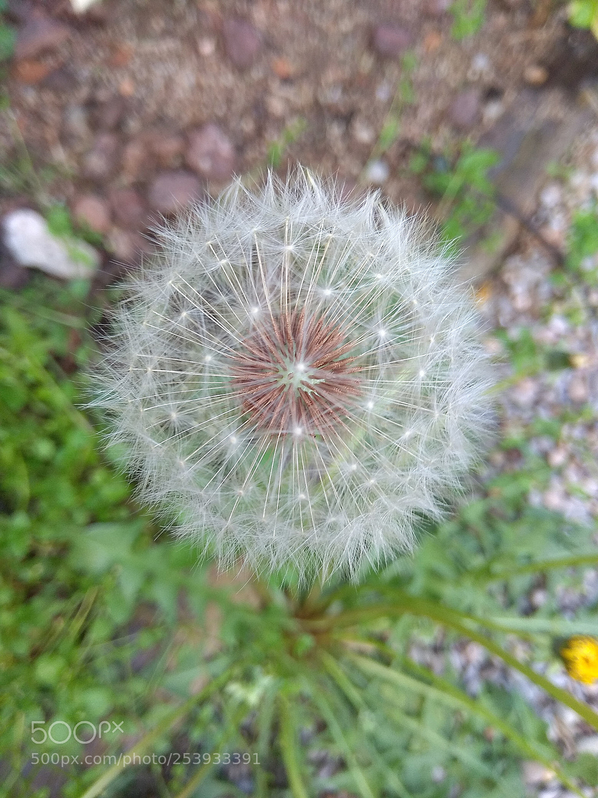 Xiaomi Redmi Note 4 sample photo. Spring wild flower photography