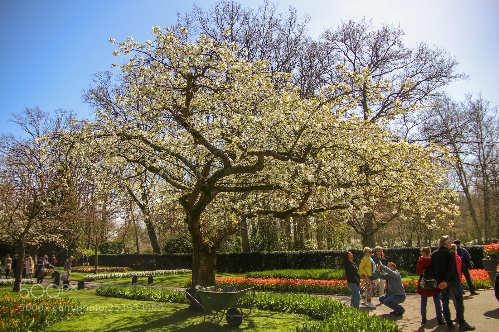 Canon EOS 80D sample photo. Blossom tree photography