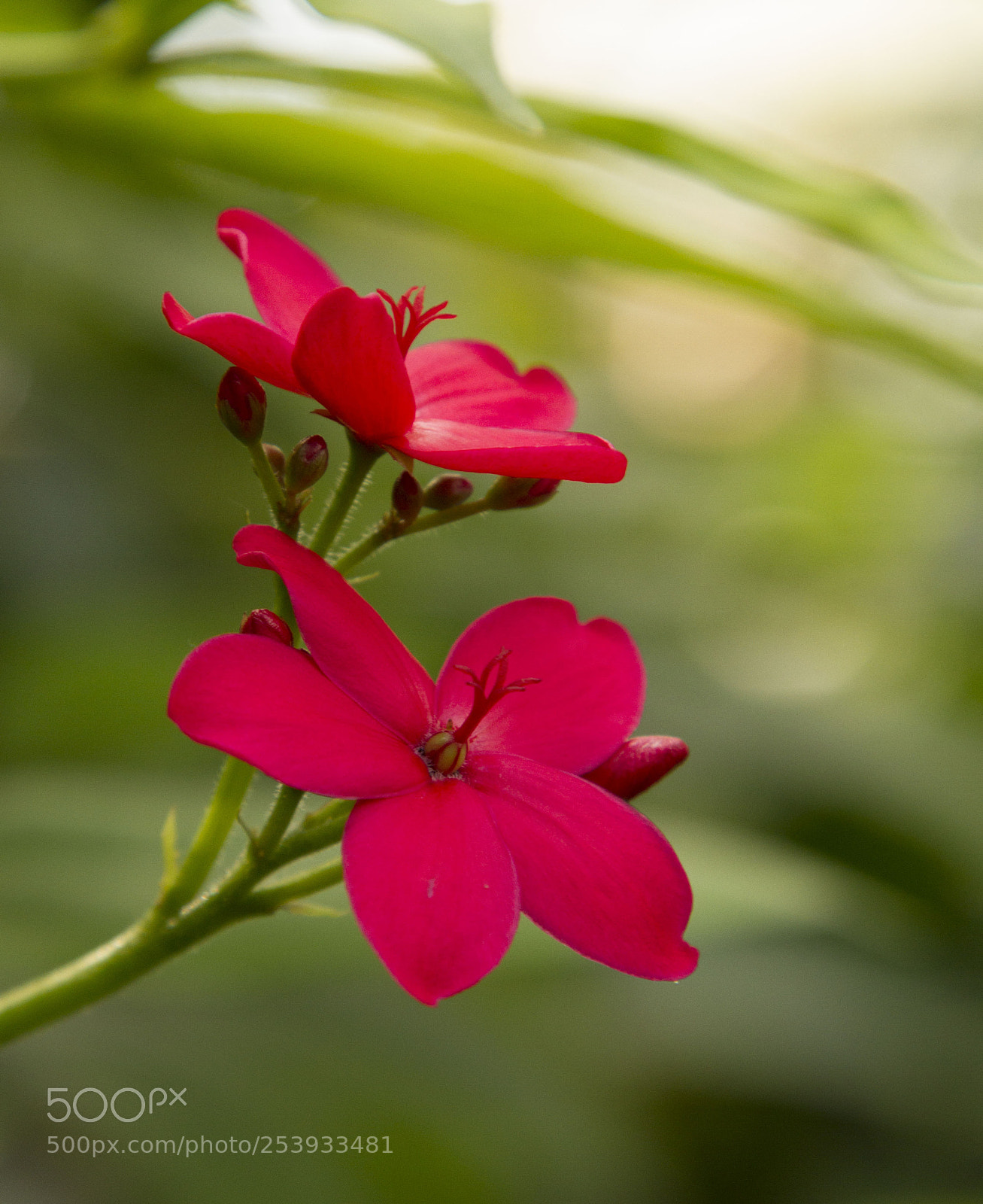 Canon EOS 7D sample photo. Red photography