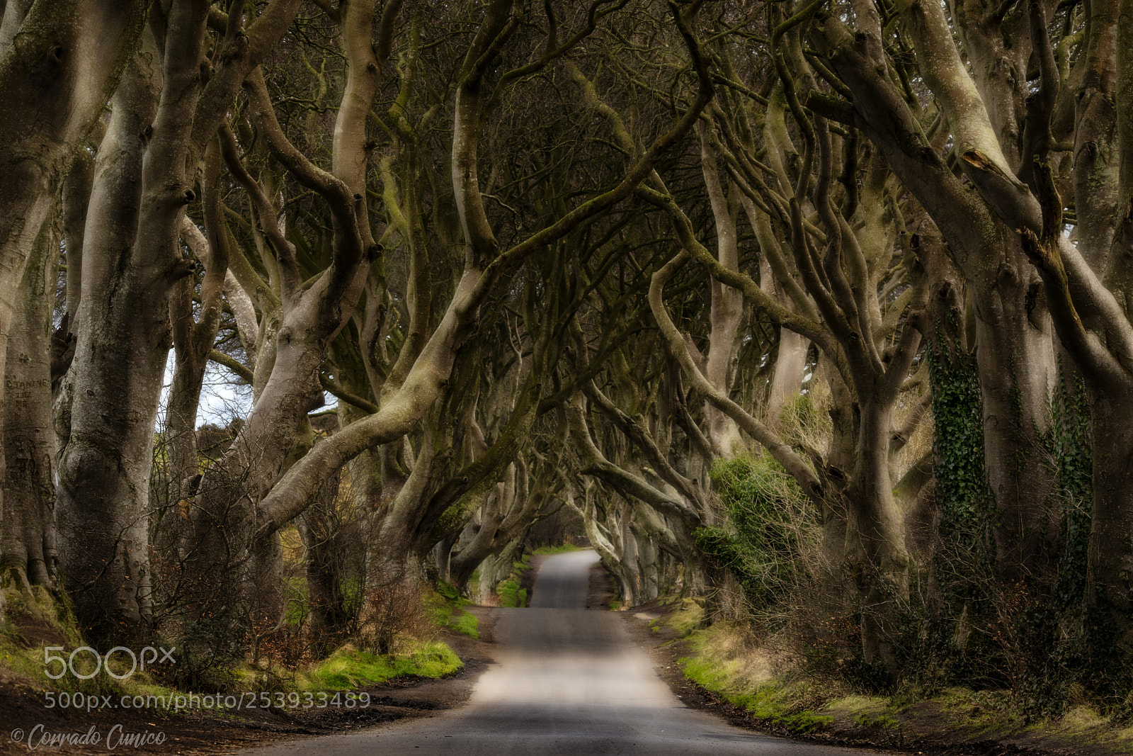 Nikon D610 sample photo. The dark hedges photography