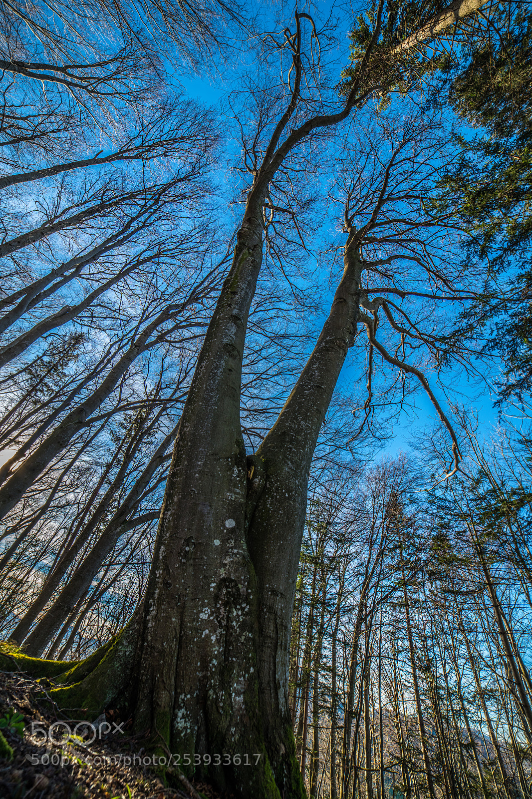 Nikon D850 sample photo. The massive tree photography