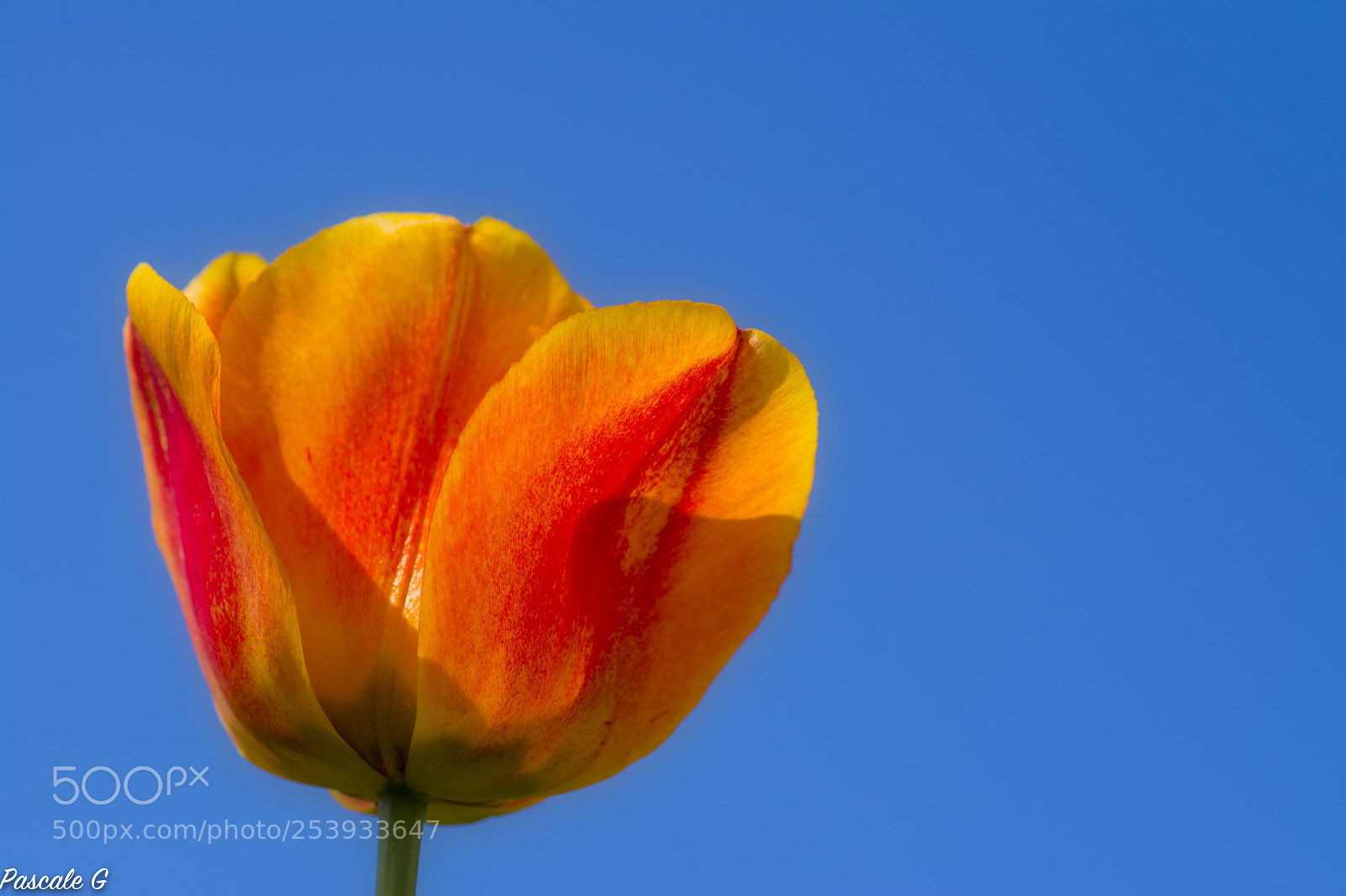 Nikon D7100 sample photo. Tulip photography
