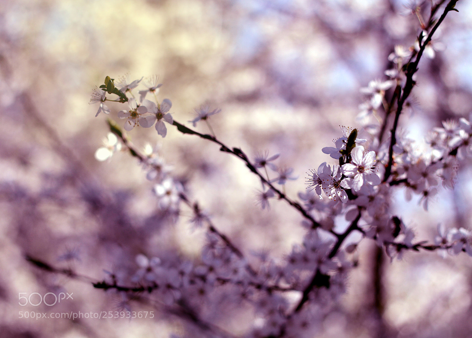 Canon EOS 7D sample photo. Bloom photography