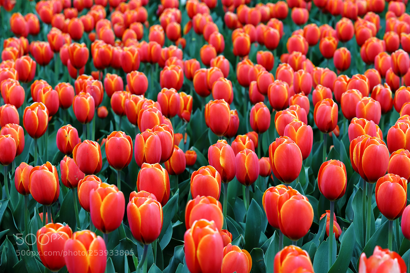Canon EOS 6D Mark II sample photo. Тюльпаны. photography