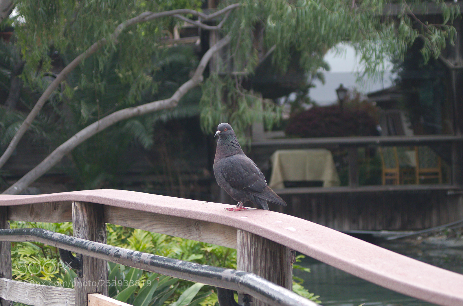 Pentax K-500 sample photo. Pigeon at the park photography