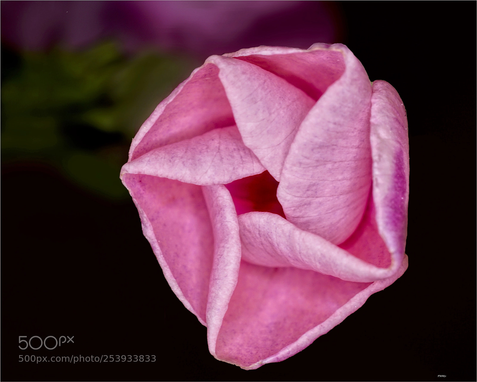 Sony ILCA-77M2 sample photo. Just opening photography