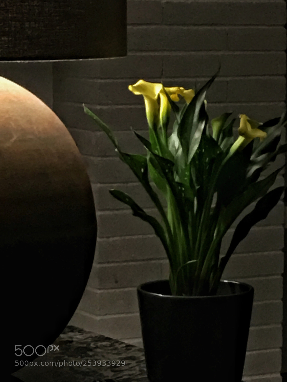 Apple iPhone 6s Plus sample photo. Untitled photography