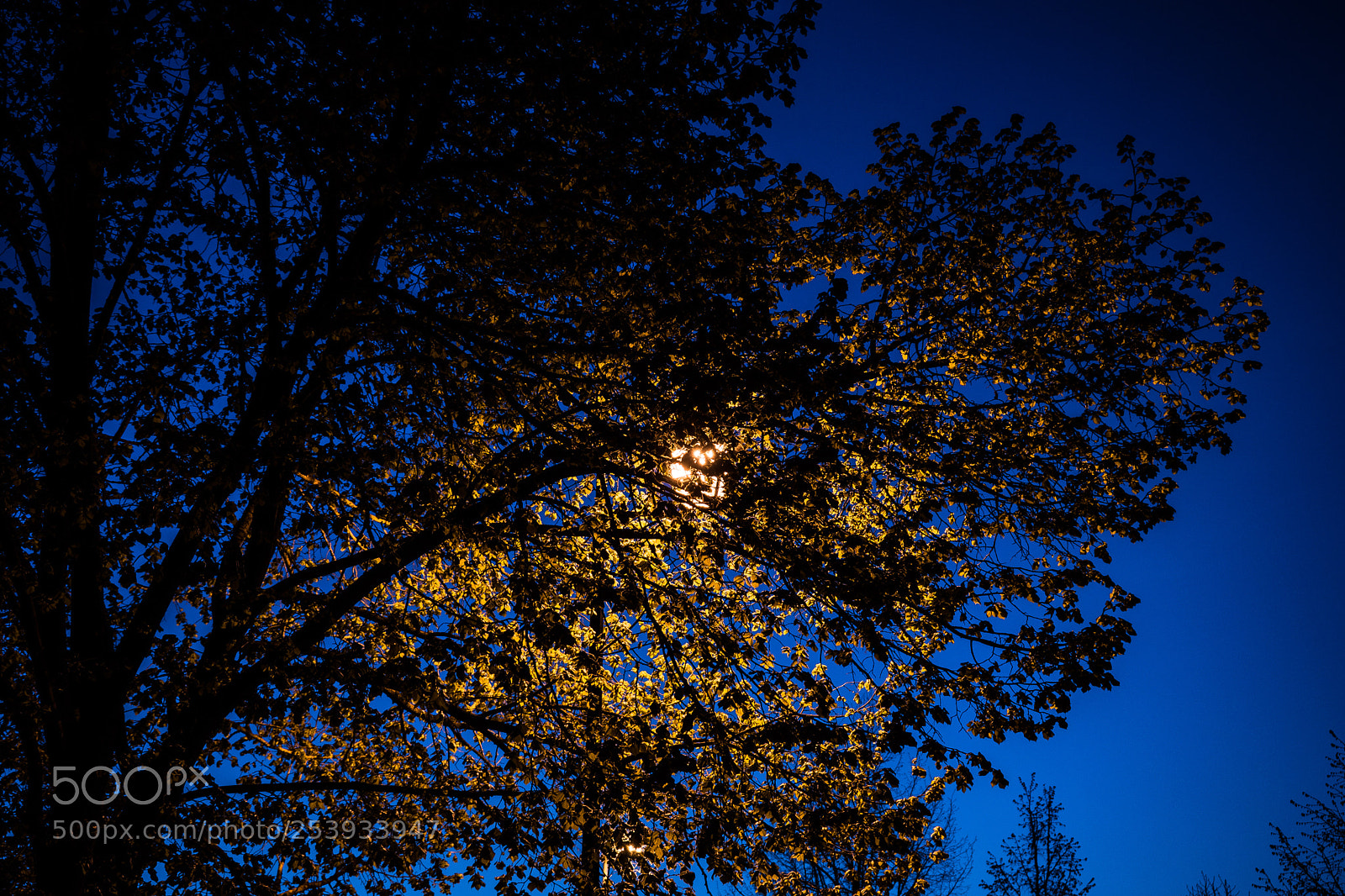 Sony a7 sample photo. Untitled photography