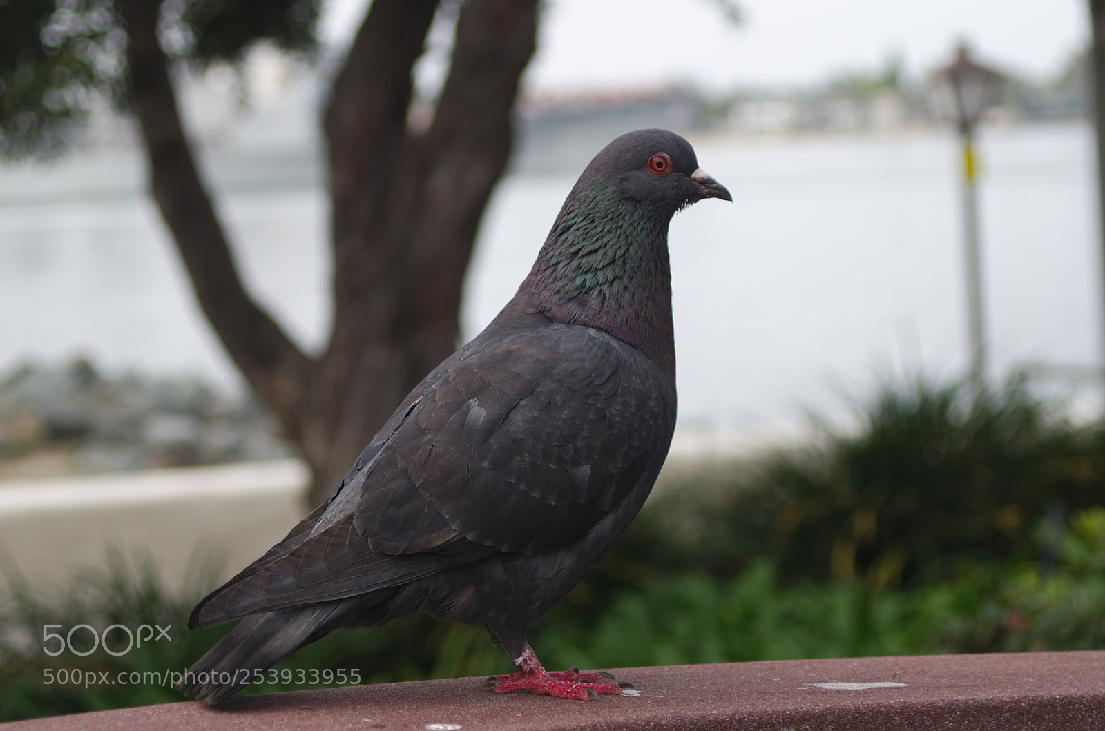 Pentax K-500 sample photo. Pigeon at the park photography