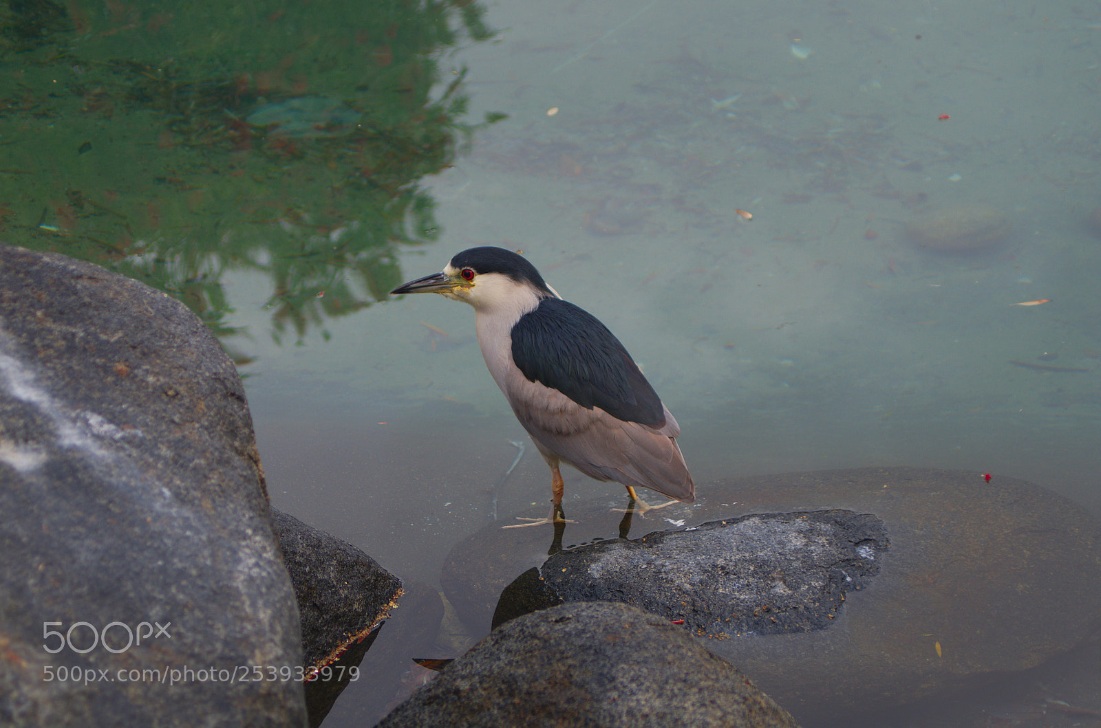 Pentax K-500 sample photo. Black-crowned night heron photography
