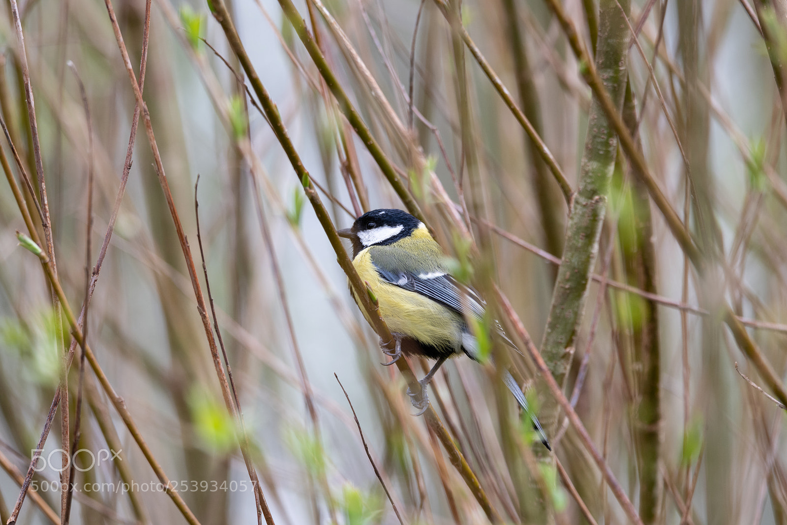 Nikon D850 sample photo. Parus major photography