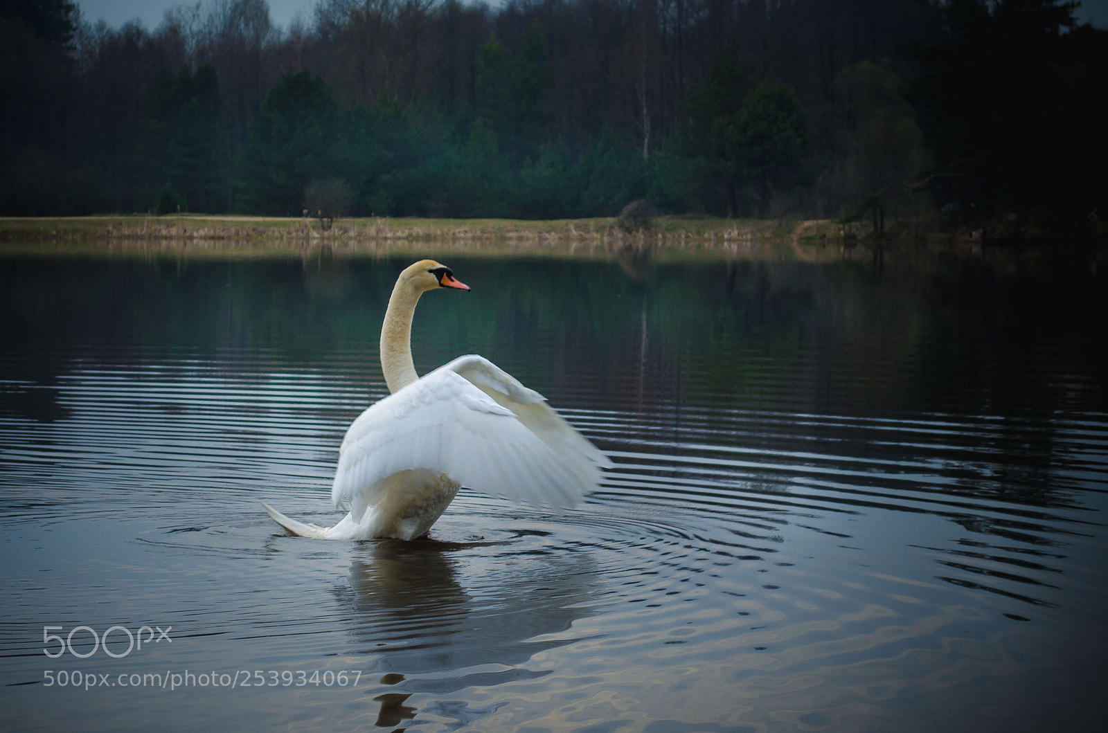 Nikon D5100 sample photo. *** photography