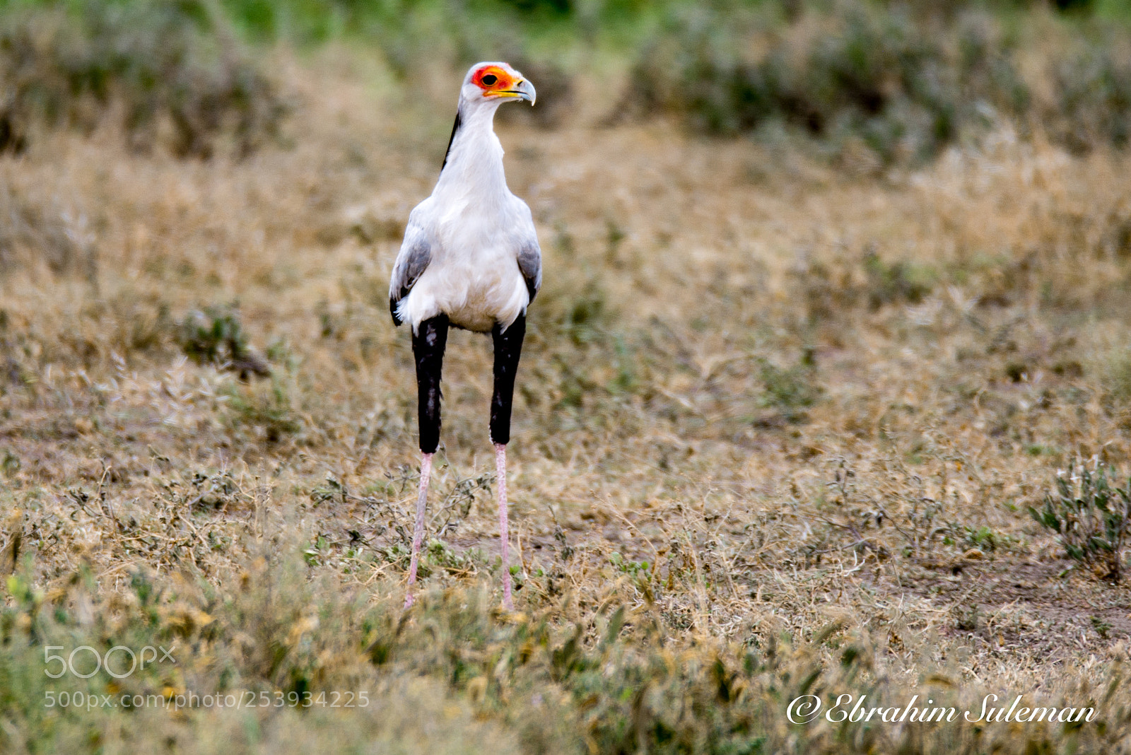 Nikon D800 sample photo. Secretary bird photography