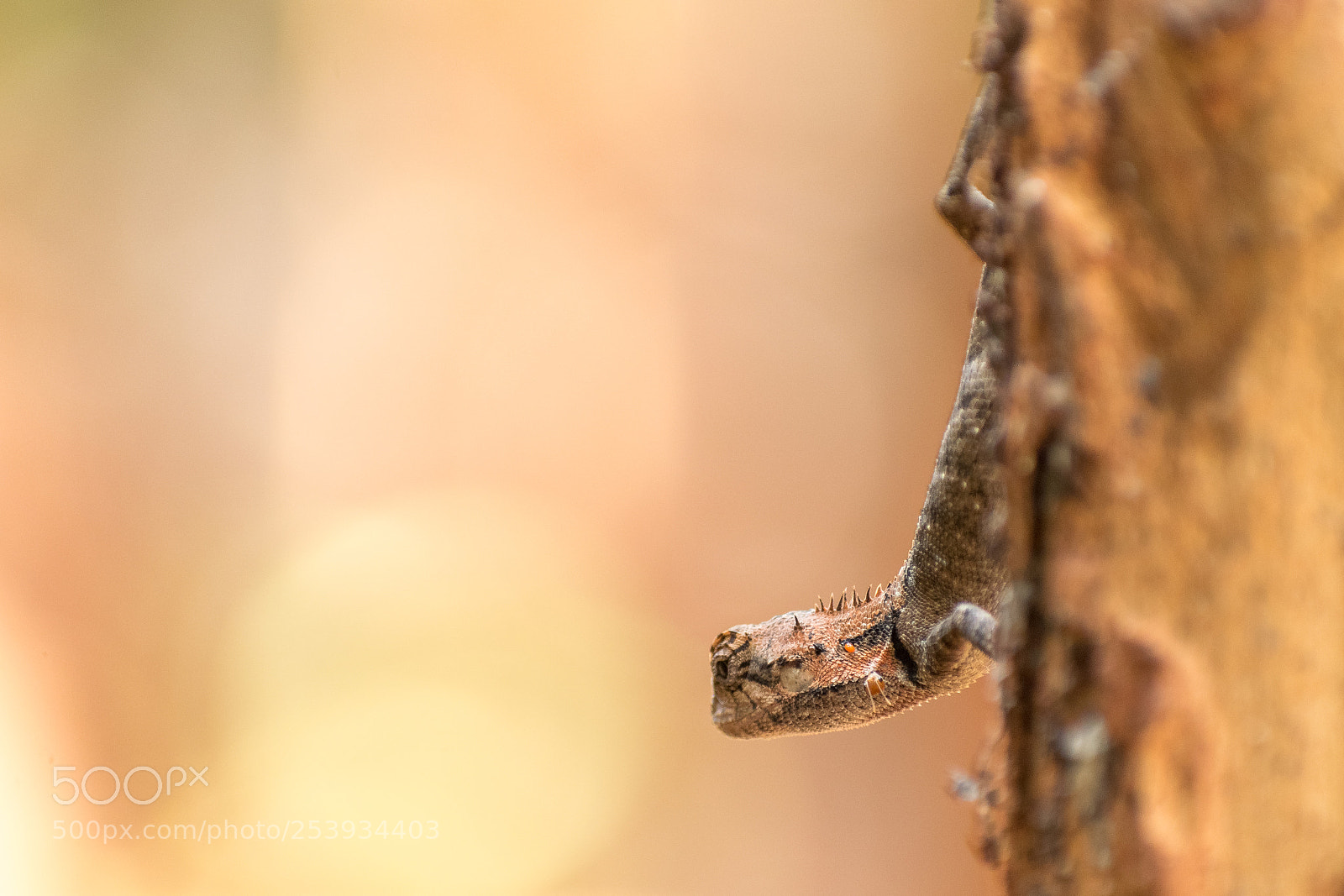 Nikon D5300 sample photo. Wild lizard photography