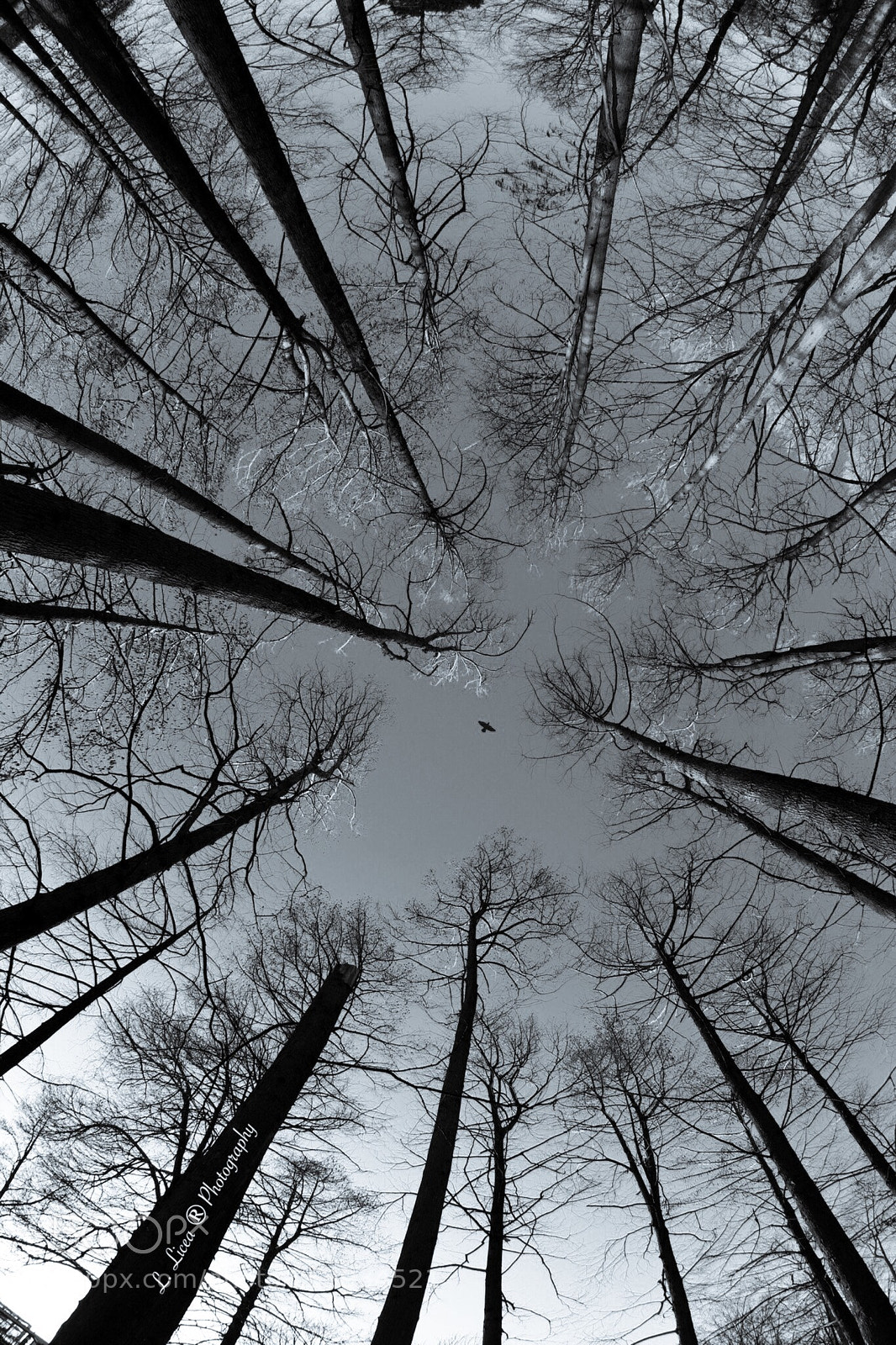 Canon EOS 6D Mark II sample photo. Fly away 12 photography