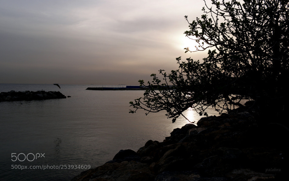 Samsung NX1 sample photo. ... photography