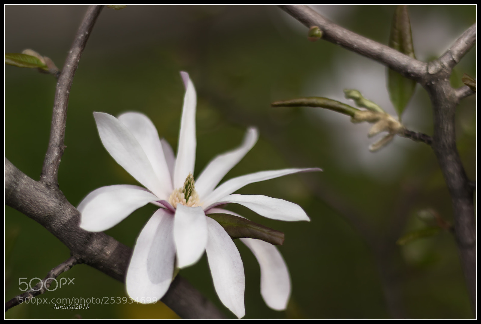 Canon EOS 77D (EOS 9000D / EOS 770D) sample photo. Painted leaf 2 photography
