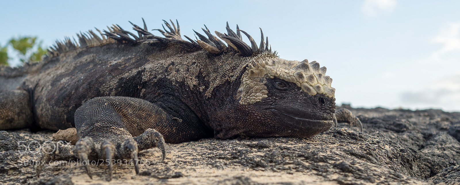 Olympus OM-D E-M5 II sample photo. Iguana photography