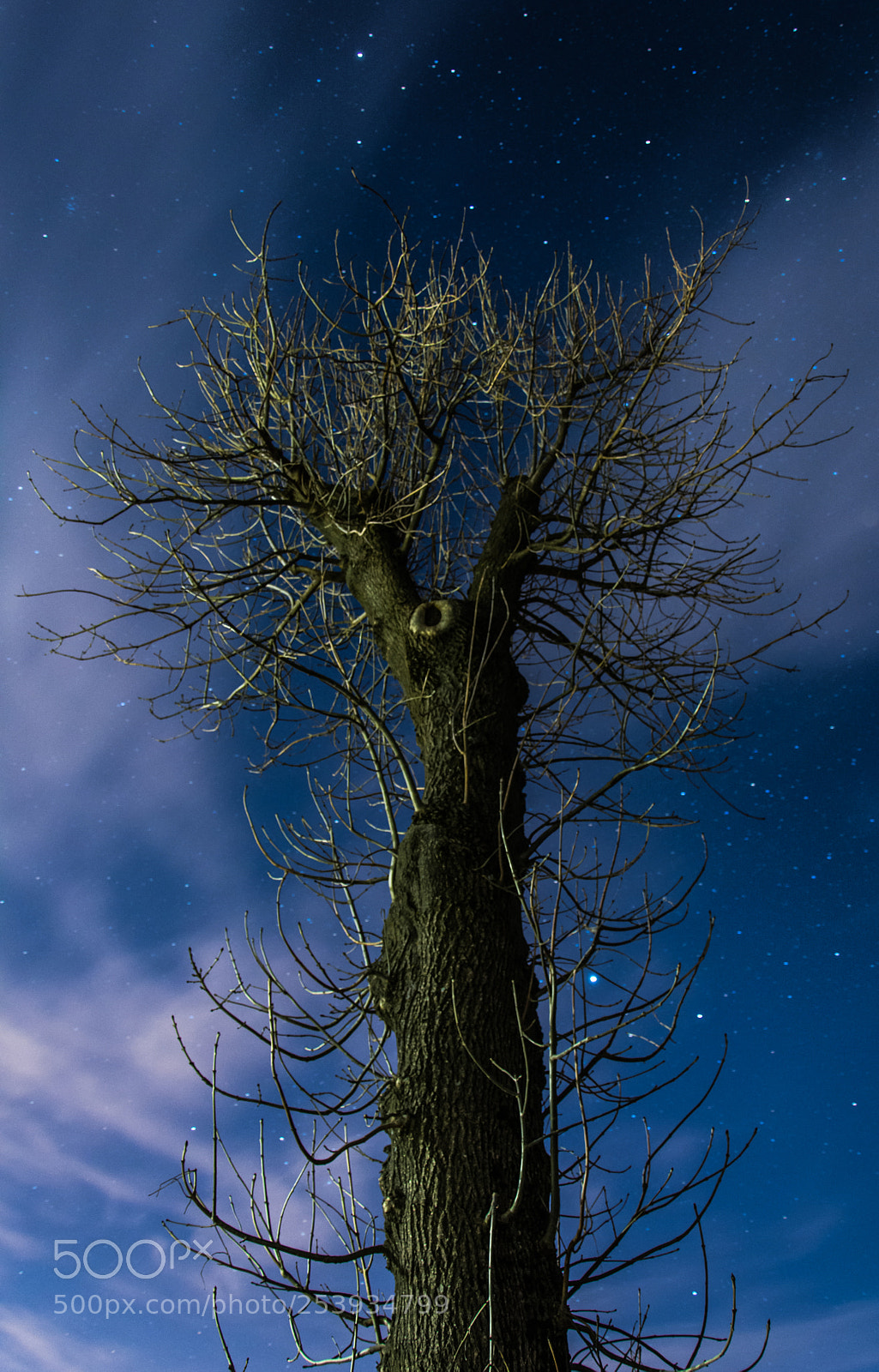 Nikon D7100 sample photo. "branches", 2018 photography