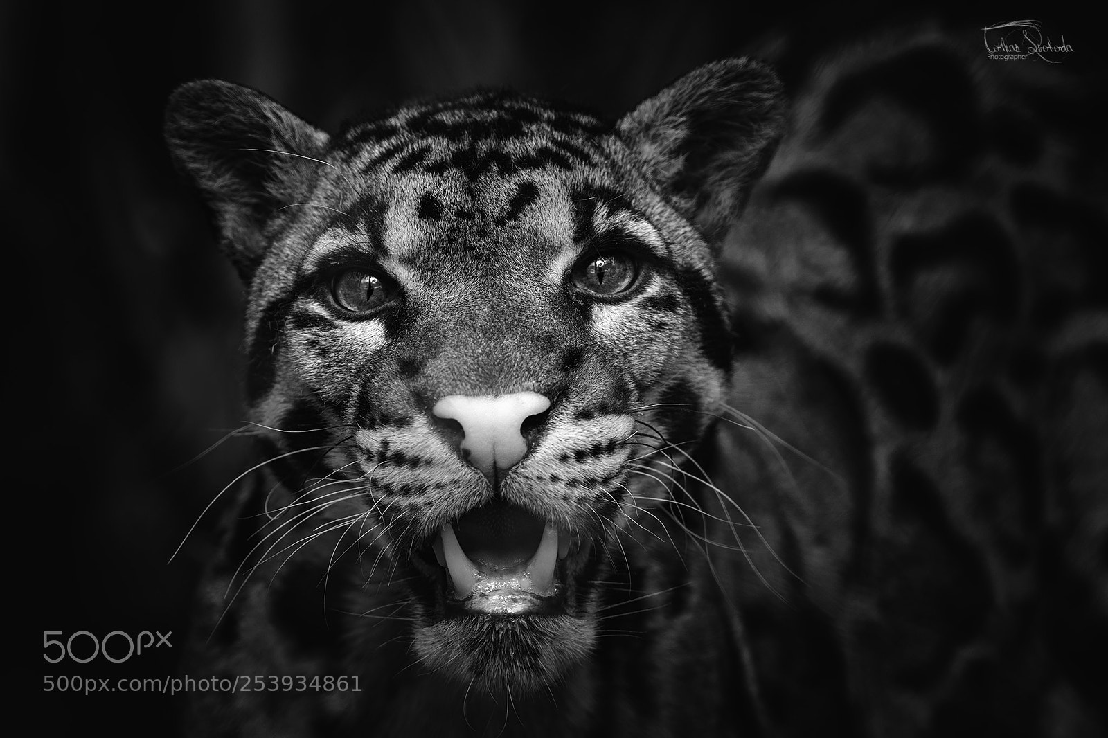 Nikon D750 sample photo. The clouded leopard neofelis photography
