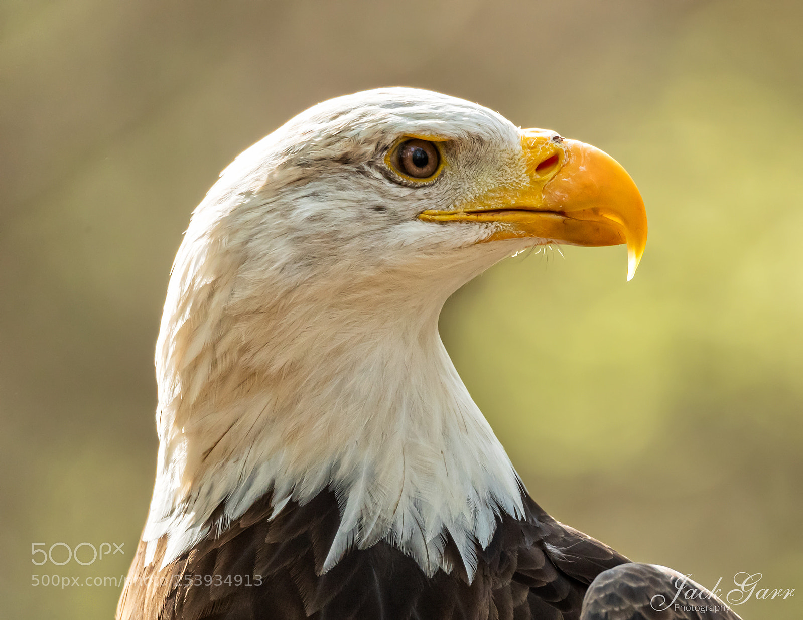 Canon EOS-1D X Mark II sample photo. Adult bald eagle profile photography