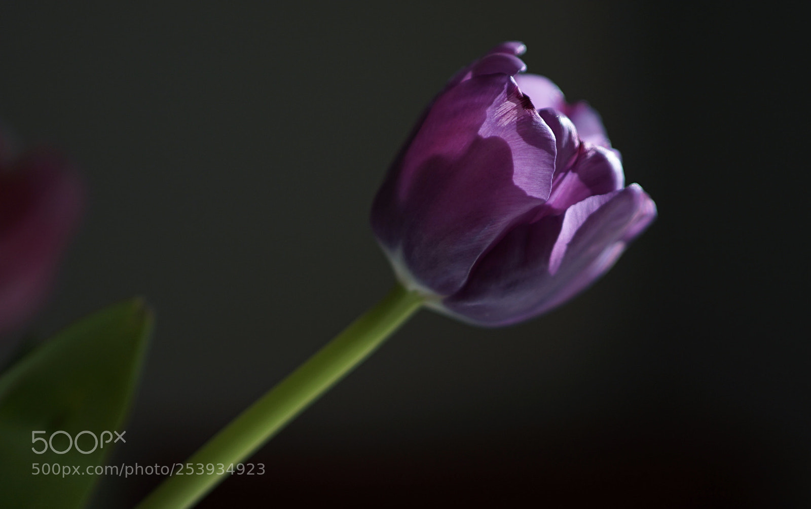Sony a7 II sample photo. Tulipan photography
