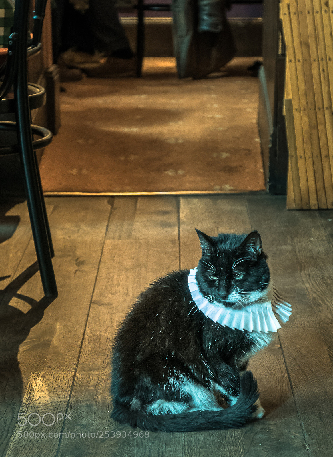 Panasonic Lumix DMC-LX100 sample photo. The pub cat the photography