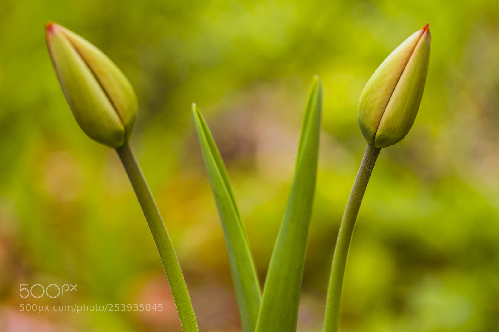 Canon EOS 60D sample photo. Looking  forward to spring photography