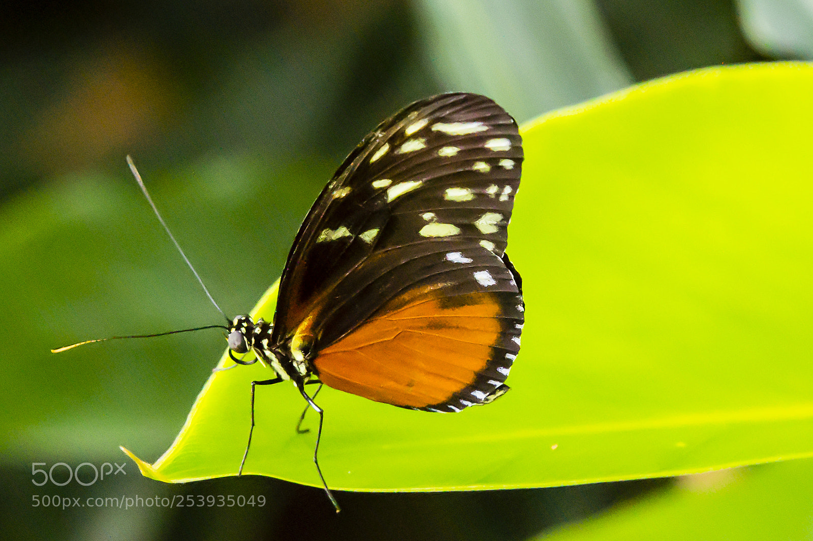 Canon EOS 60D sample photo. Monarch butterfly 2 photography