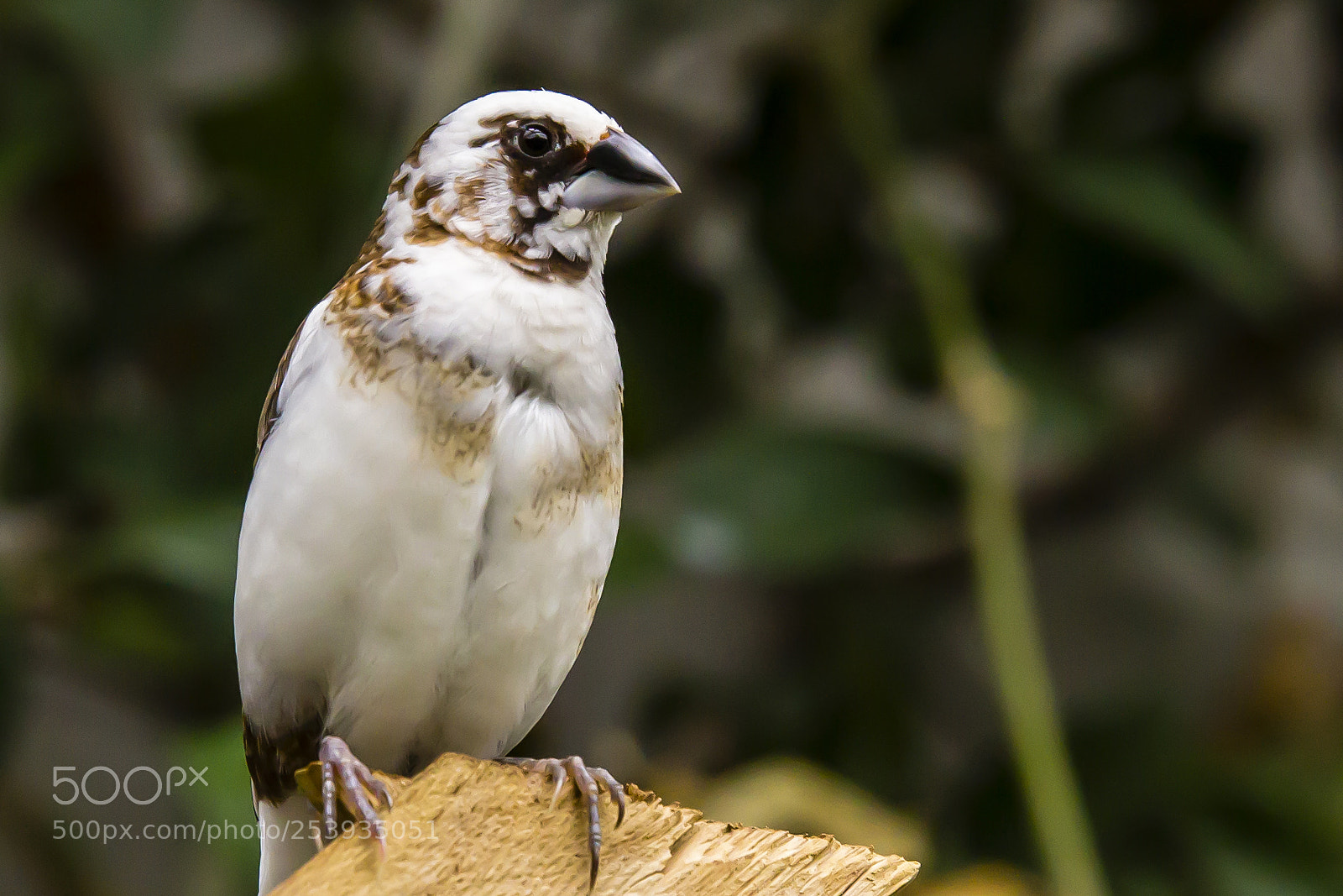 Canon EOS 60D sample photo. Looking  forward to spring photography