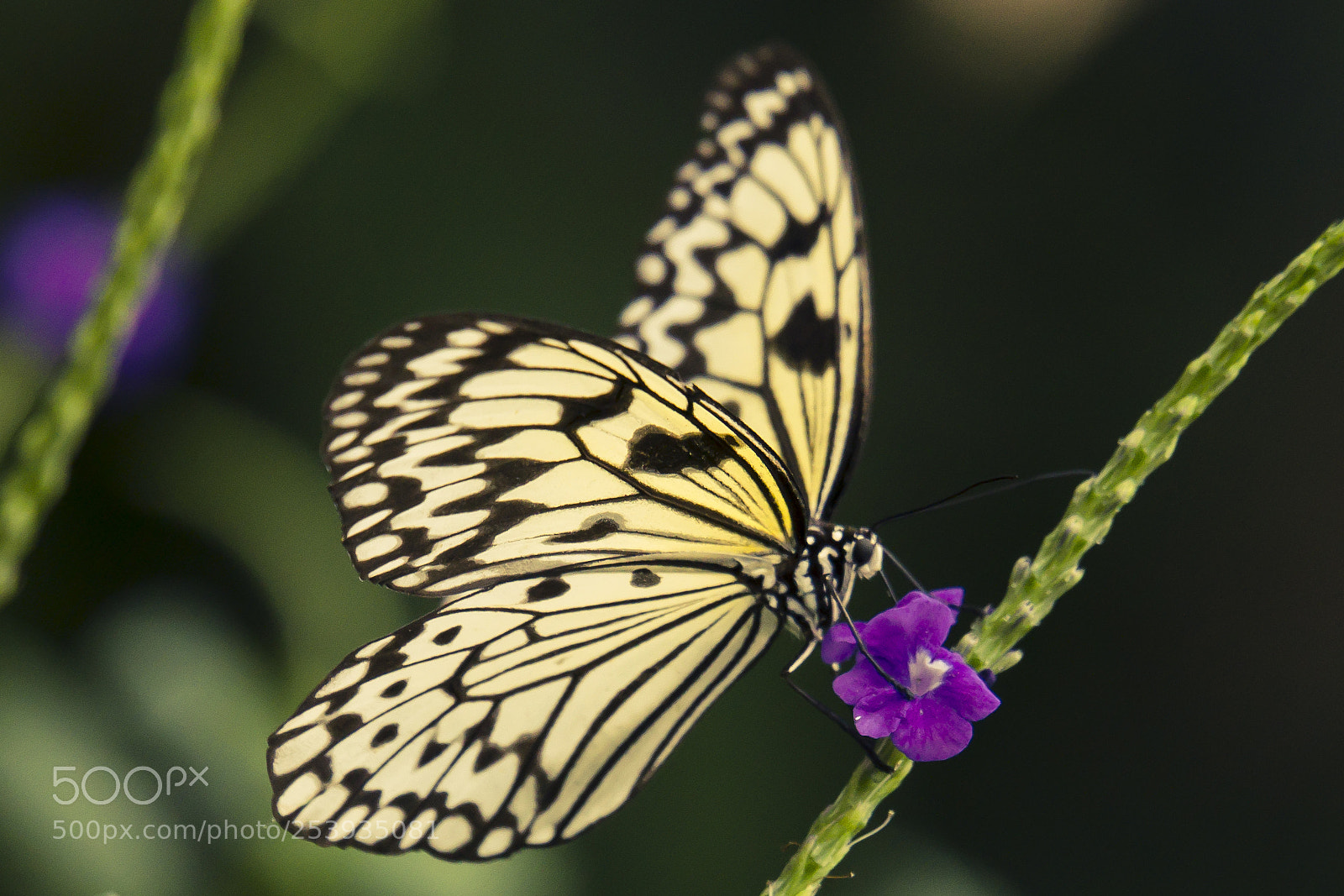 Canon EOS 60D sample photo. Looking  forward to spring photography