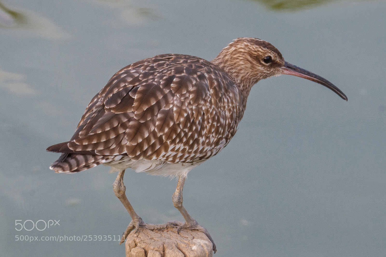Canon EOS 80D sample photo. Whimbrel photography