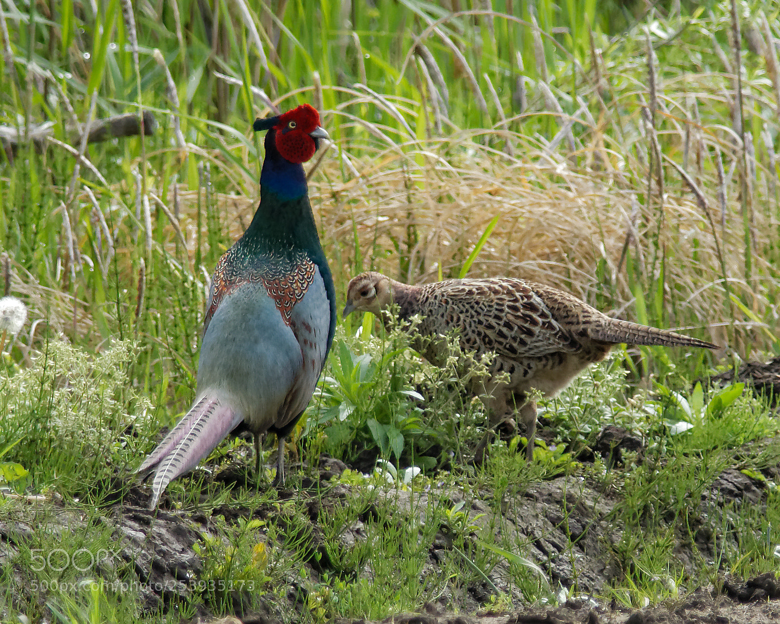 Nikon D500 sample photo. Happy pair photography
