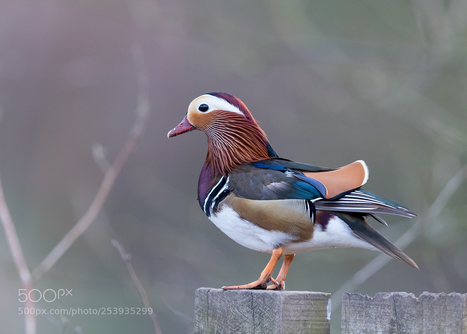 Canon EOS 5D Mark IV sample photo. British mandarin duck photography