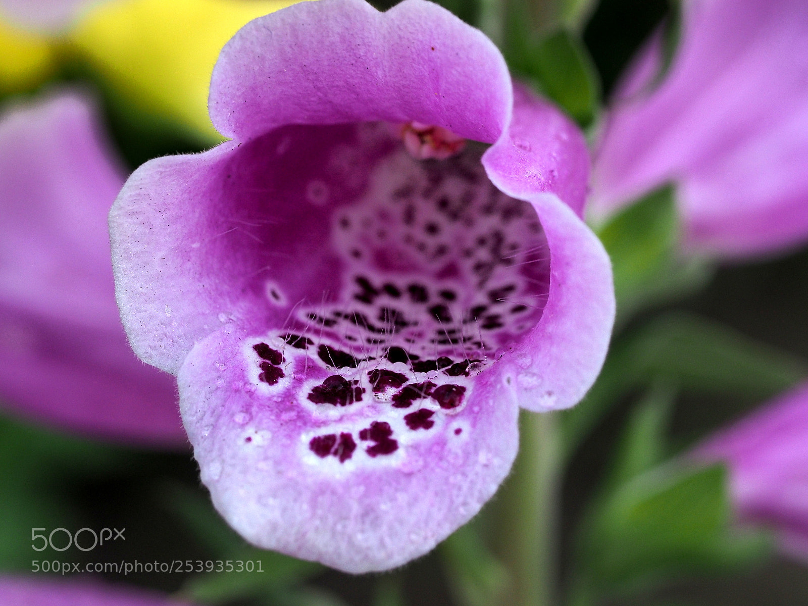 Olympus OM-D E-M1 sample photo. Digitalis photography